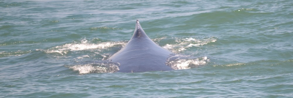 ObservaÃ§Ã£o de baleias Salvador Bahia para Praia do Forte