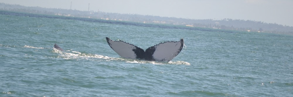 ObservaÃ§Ã£o de baleias Salvador Bahia para Praia do Forte